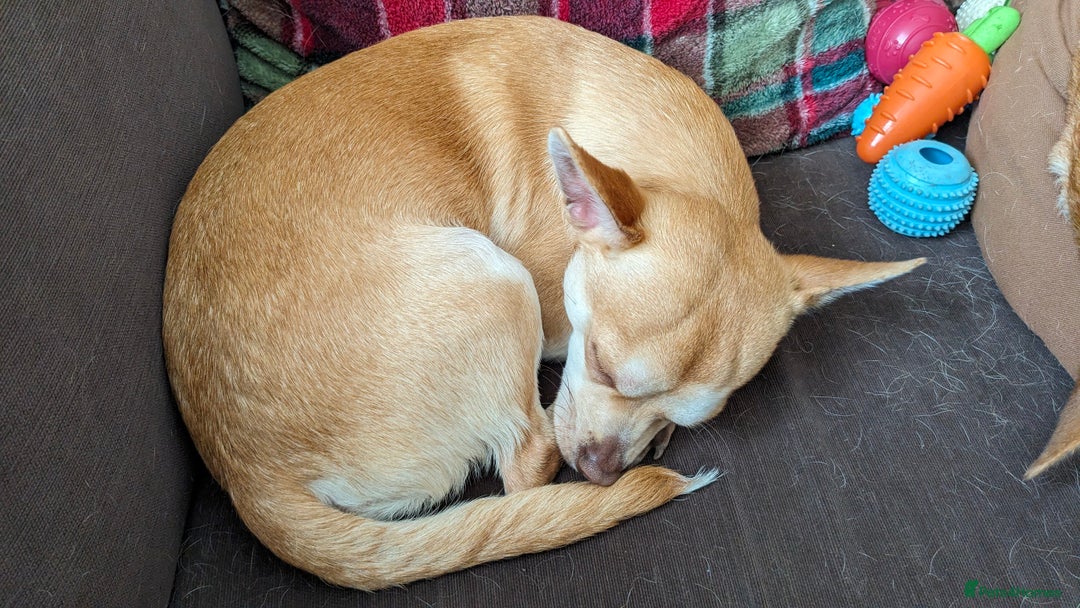 Chihuahua dogs for sale: 2 beautiful chihuahuas - Advert 11