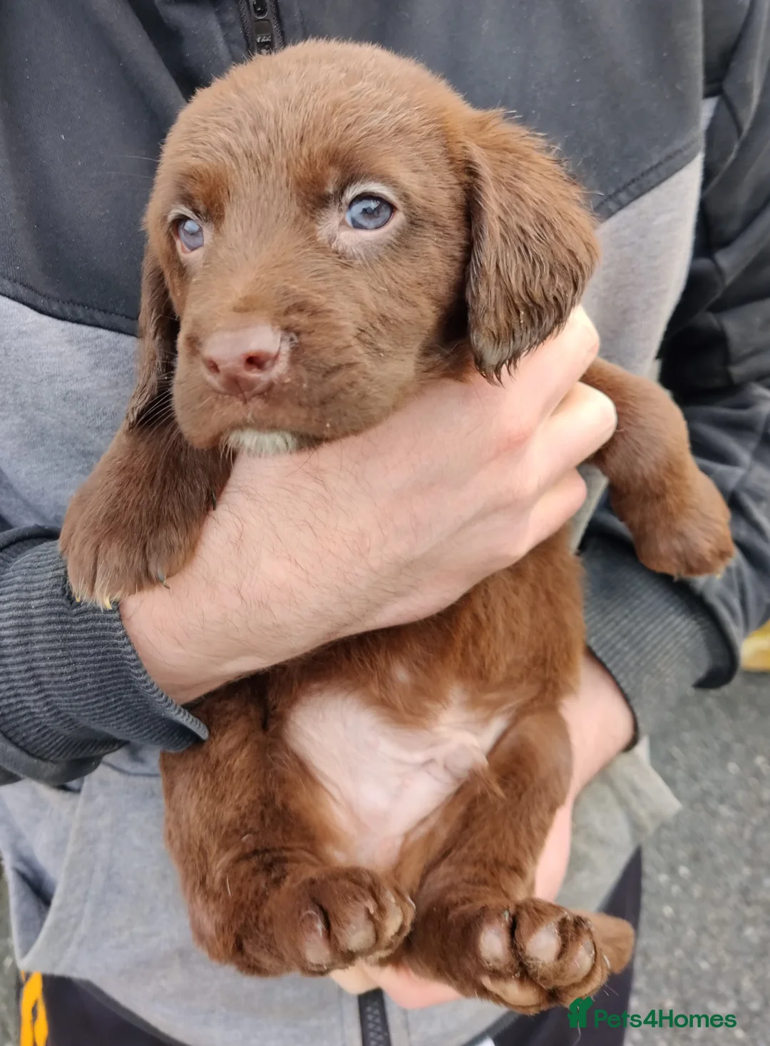 Springador dogs for sale: Springador Puppies - Advert 5