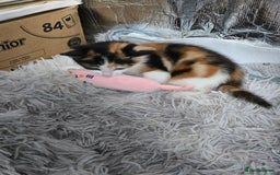 Mixed Breed cats for sale: Premium mixed breed kittens - Image 8
