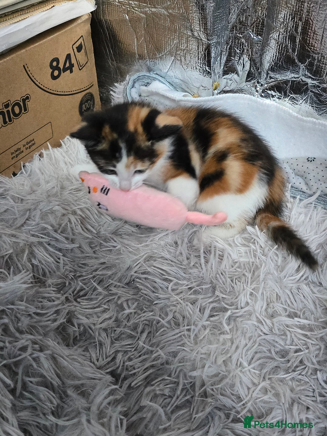Mixed Breed cats for sale: Premium mixed breed kittens - Image 8