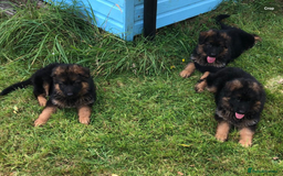 German Shepherd dogs for sale: Beautiful chunky long haired black, tan & red pups - Image 26