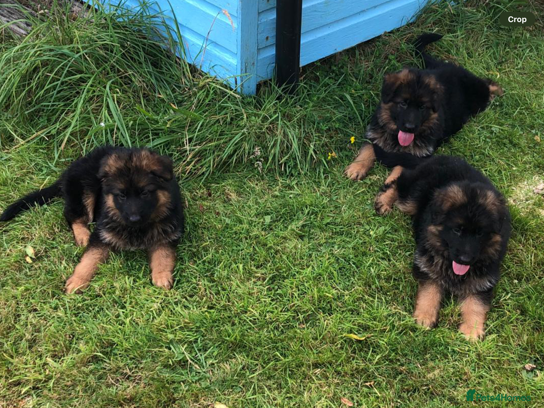 German Shepherd dogs for sale: Beautiful chunky long haired black, tan & red pups - Image 26