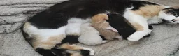 Mixed Breed cats for sale: 3 beautiful kittens  in Stockton-on-Tees - Advert 2