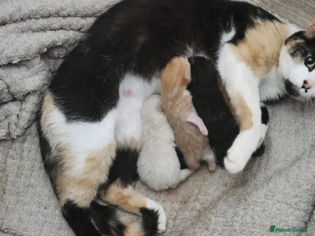 Mixed Breed cats for sale: 3 beautiful kittens  in Stockton-on-Tees - Advert 2