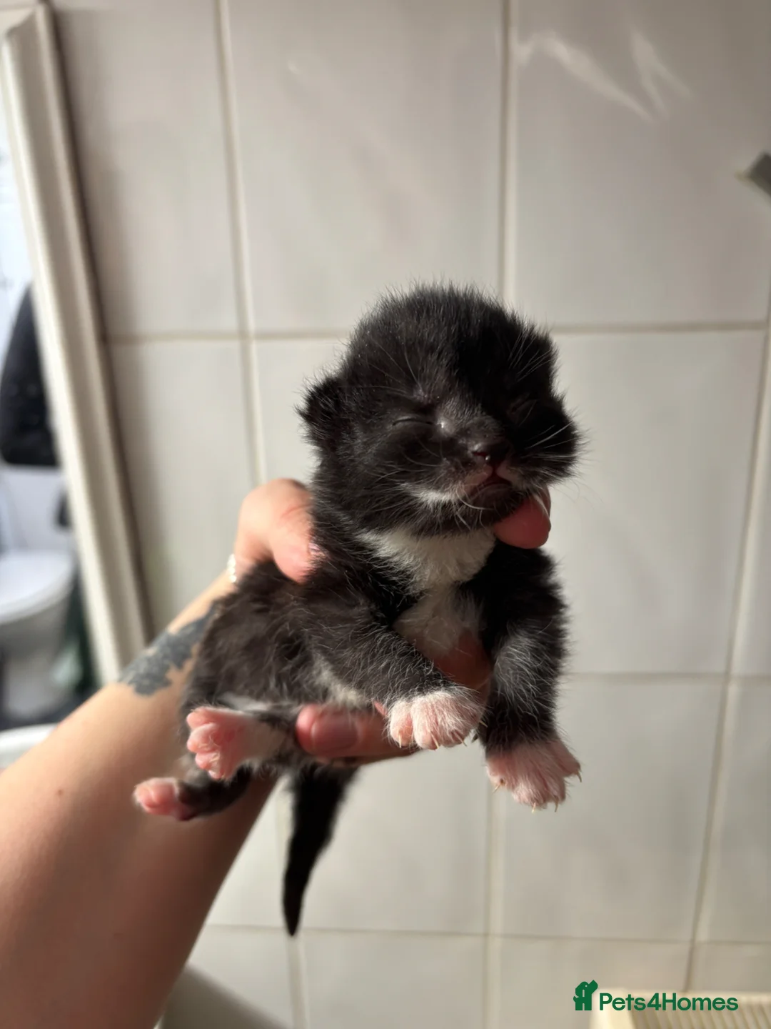 Mixed Breed cats for sale: Last 2 kittens left - Advert 2