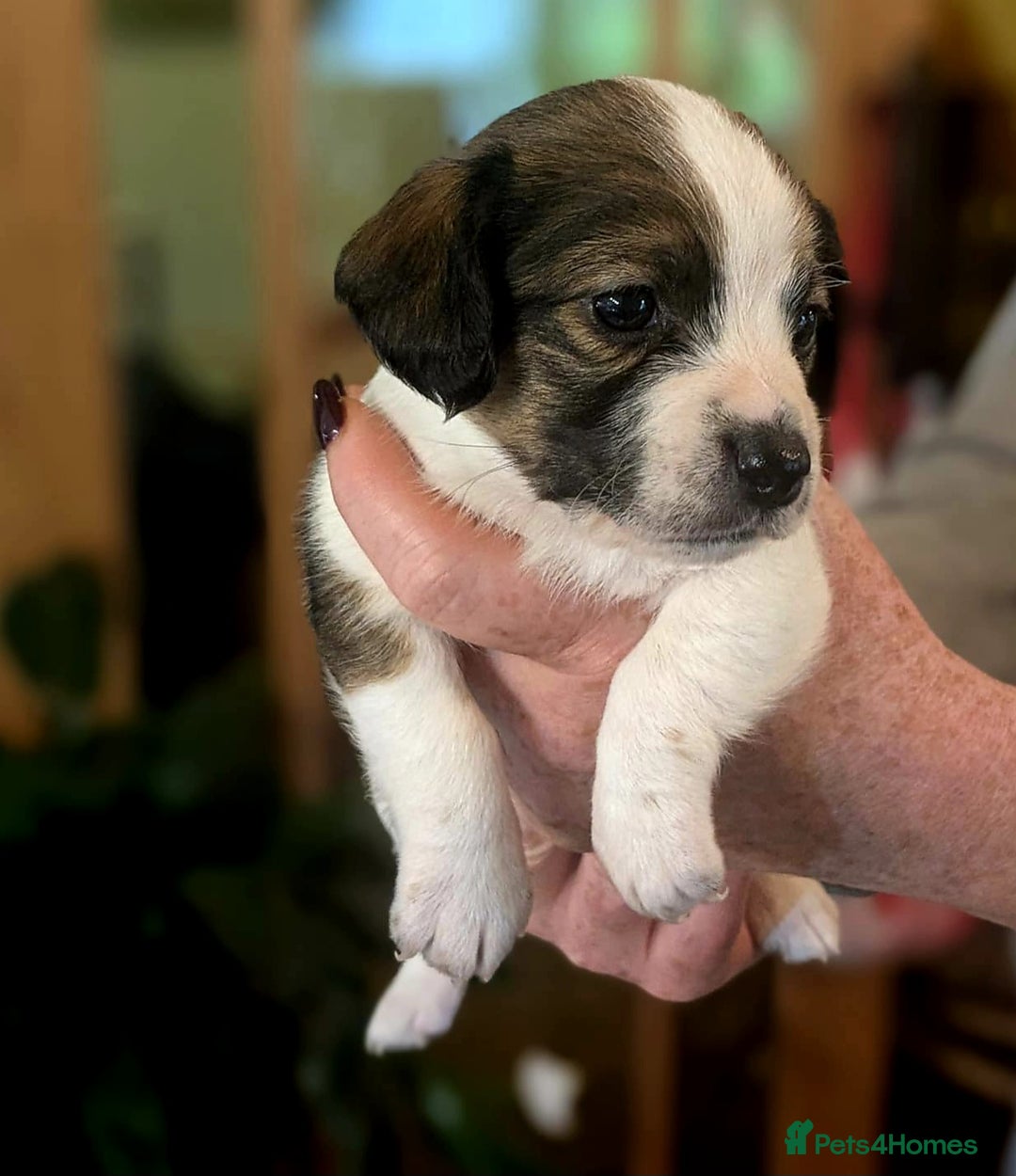 Mixed Breed dogs for sale: Jack Russel Pups in Machynlleth - Image 26