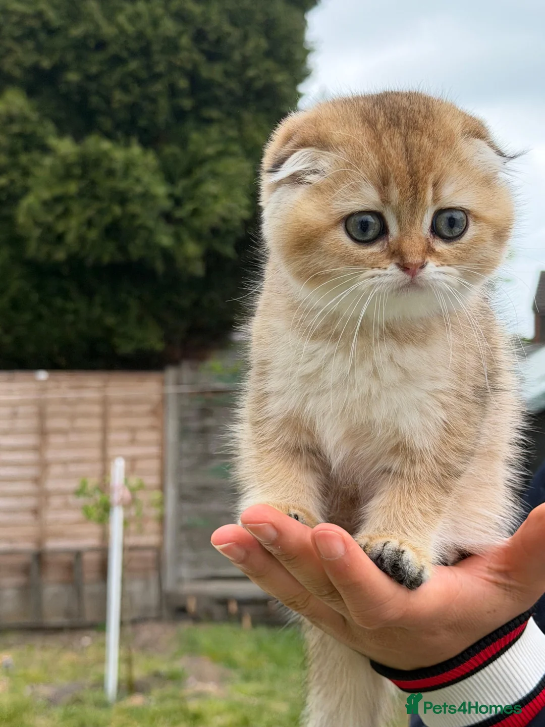 Scottish Fold cats for sale: Golden British cats - Advert 2