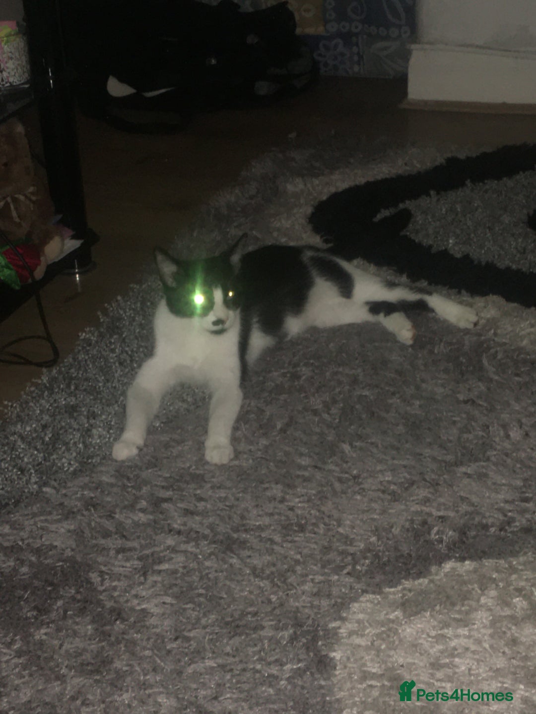 Mixed Breed cats for sale: Mixed Breed Female Cat Spayed+Microchipped   - Advert 1