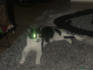 Mixed Breed cats Mixed Breed Female Cat Spayed+Microchipped - Advert 1