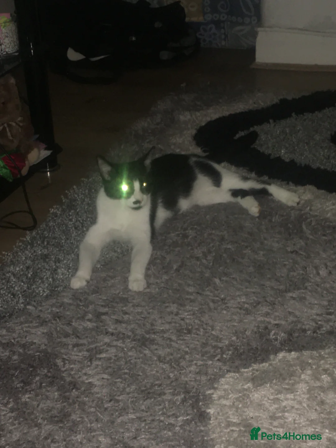 Mixed Breed cats for sale: Mixed Breed Female Cat Spayed+Microchipped   - Advert 1