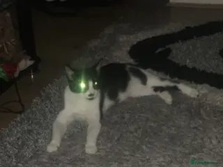 Mixed Breed cats Mixed Breed Female Cat Spayed+Microchipped - Advert 19