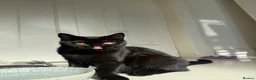 Scottish Fold cats for sale: Scottish Straight  in Hull - Advert 8