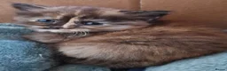Mixed Breed cats for sale: Beautiful strikingly marked kittens  - Advert 9