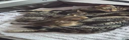 British Shorthair cats for sale: Adorable Kittens Looking for Loving Homes 🐾 - Advert 3