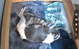 Whippet dogs for sale: Pedigree Purebred Blue and Two Toned Whippets - Image 26