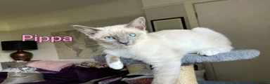 Pippa