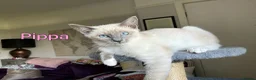 Ragamese cats for sale: Two Beautiful Ragamese Girls Ready To Leave Now - Advert 4