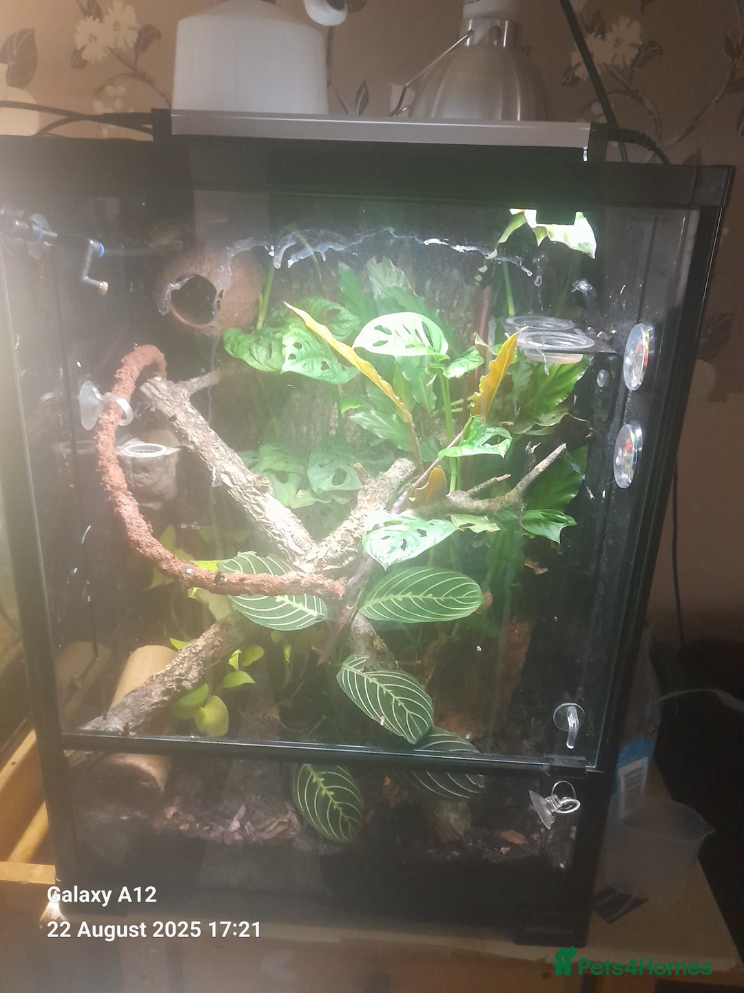 Gecko reptiles for sale: Crested geckos and full set ups  - Image 13
