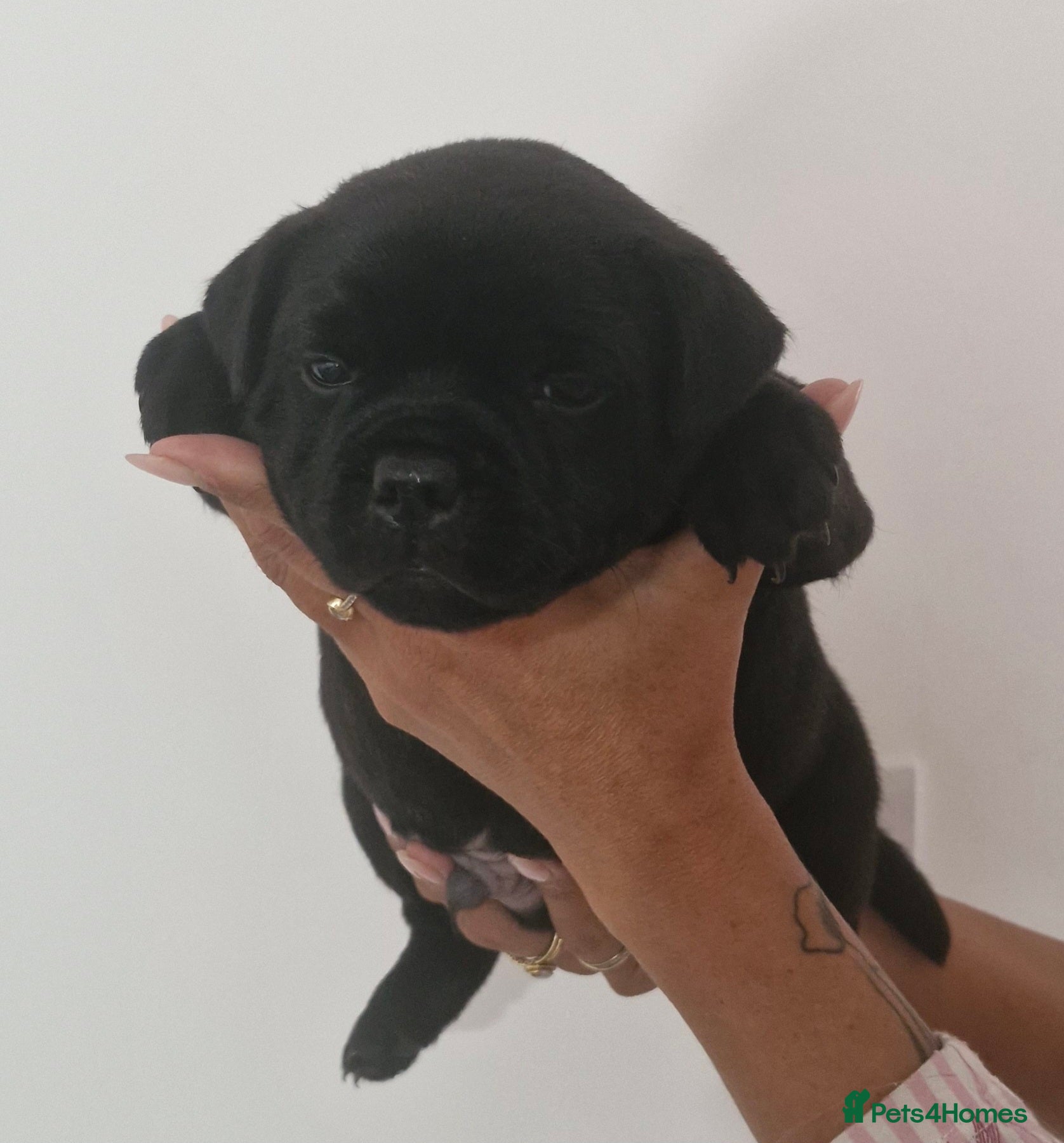 Staffordshire Bull Terrier dogs Kassius Staffordshire bull terrier pups for sale  - Advert 1