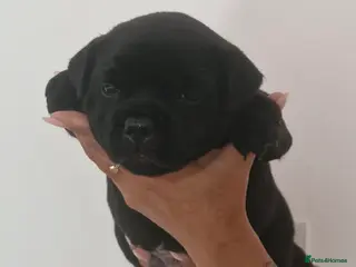 Staffordshire Bull Terrier dogs Kassius Staffordshire bull terrier pups for sale - Advert 11