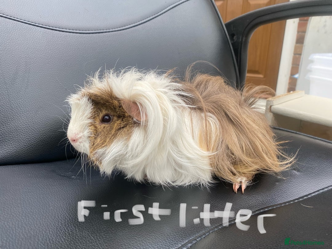 Guinea Pig rodents for sale: Abyssinian long haired  - Image 3