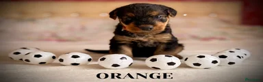 Airedale Terrier 6