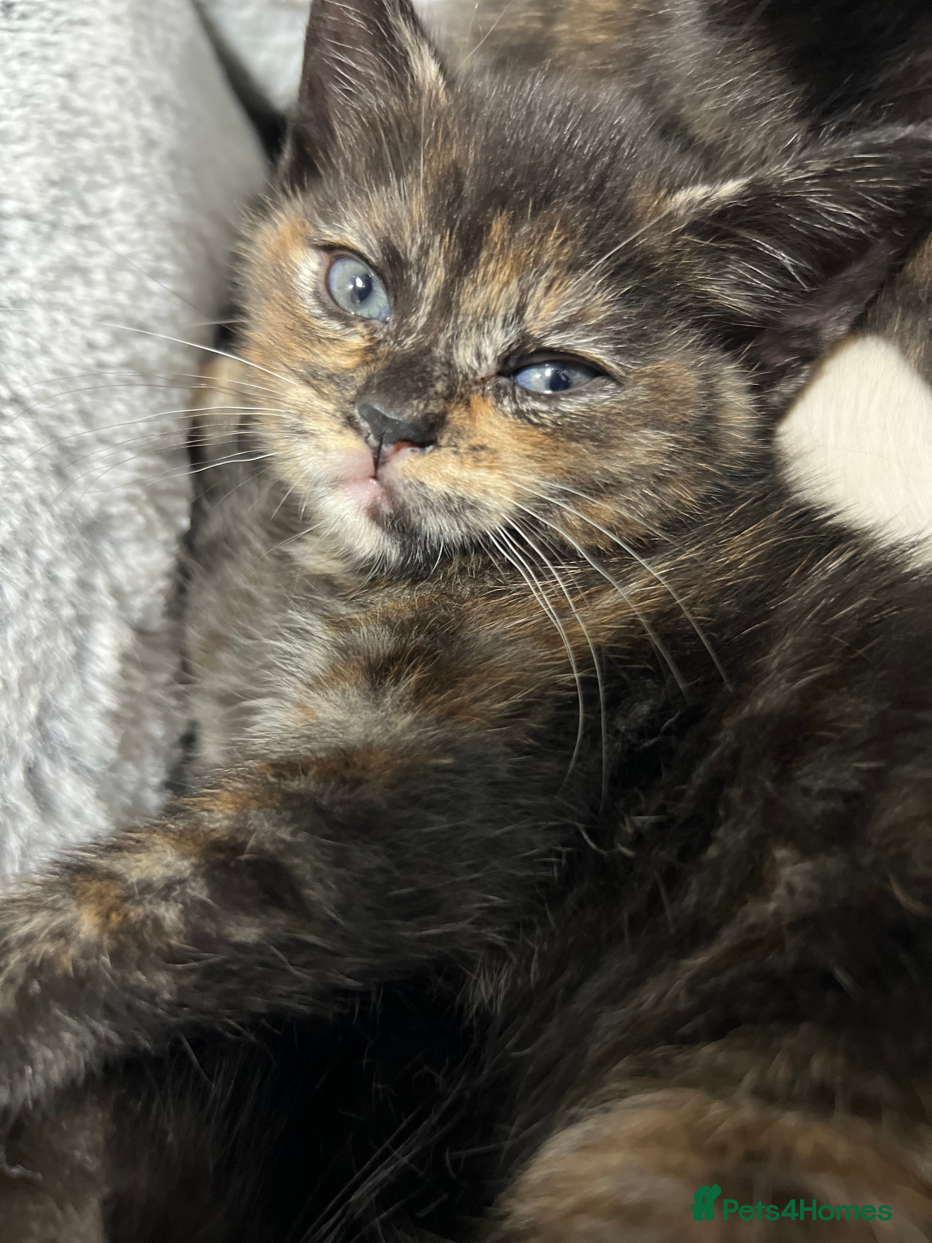 Ragdoll cats URGENT Ragdoll kittens x1 LAST ONE! 🫶🏽 - Advert 4