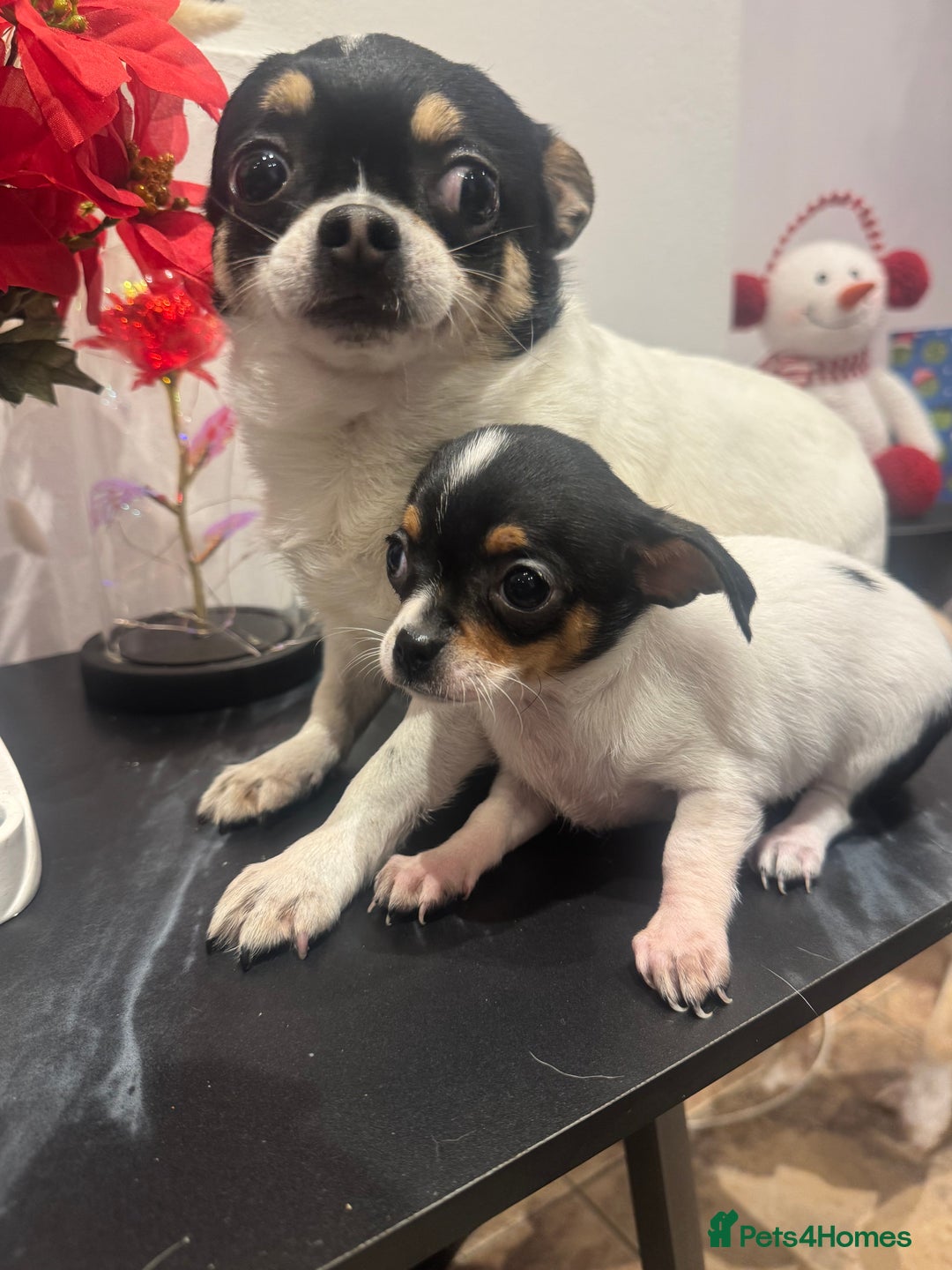 Chihuahua dogs for sale: 3 adorable apple-head tini puppies LF a home - Advert 5