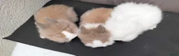 Lionhead rabbits for sale: Pure Lionhead Rabbits, Friendly & Well Handled in Smethwick - Advert 3