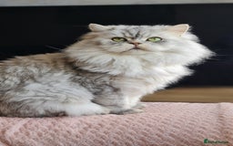 Persian cats for sale: Chinchilla Persian kitten 1 girl left - Image 7