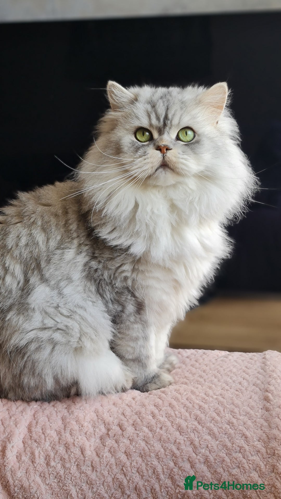 Persian cats for sale: Chinchilla Persian kitten 1 girl left - Image 7