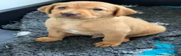 Labrador Retriever dogs for sale: FTCH Sired Fully Health Tested Fox Red Lab Puppies - Advert 6