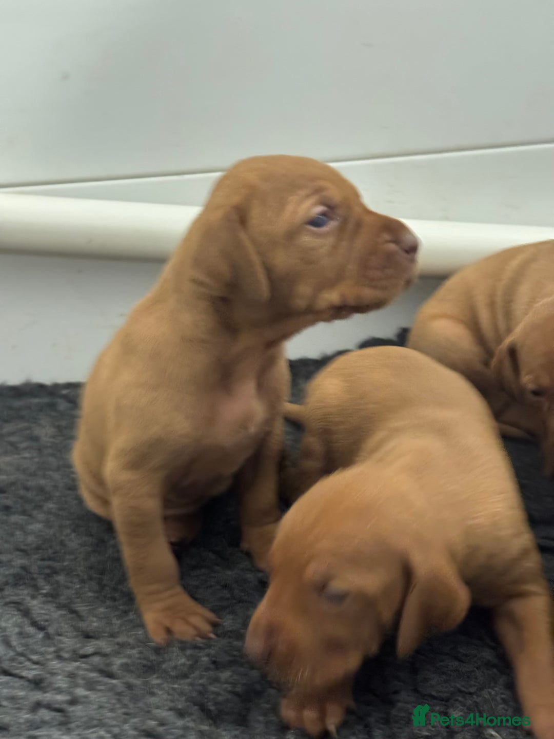 Hungarian Vizsla dogs for sale: Vizslas Devon KC Puppies - Image 5