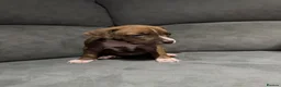 Mixed Breed dogs for sale: Bullmastiff x staffy puppies  - Advert 20