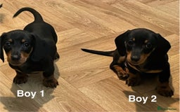 Miniature Dachshund dogs for sale: ✨ Gorgeous Miniature Dachshund Puppies ✨ - Image 8