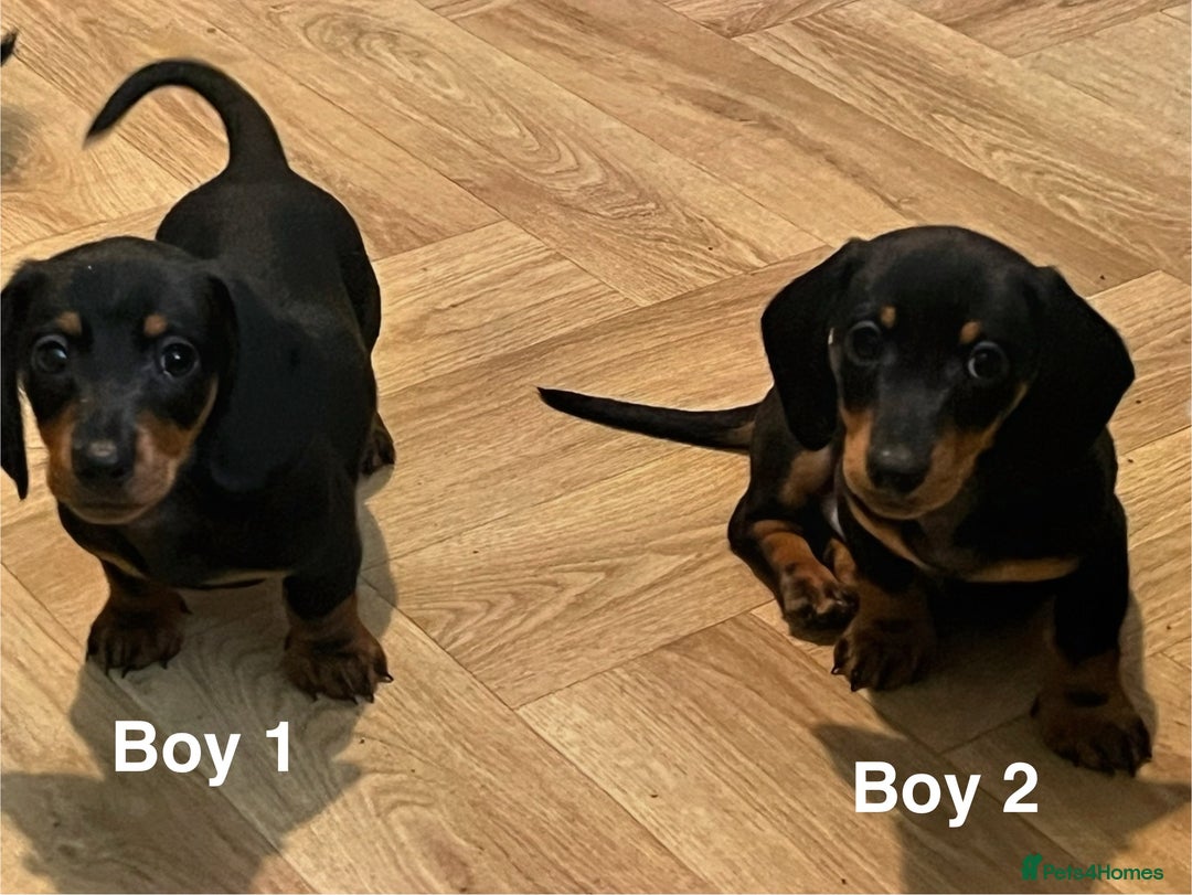 Miniature Dachshund dogs for sale: ✨ Gorgeous Miniature Dachshund Puppies ✨ - Image 8