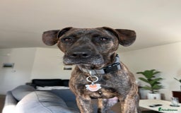 Mixed Breed dogs for sale: 4yo Female Brindle lab mix - Image 3