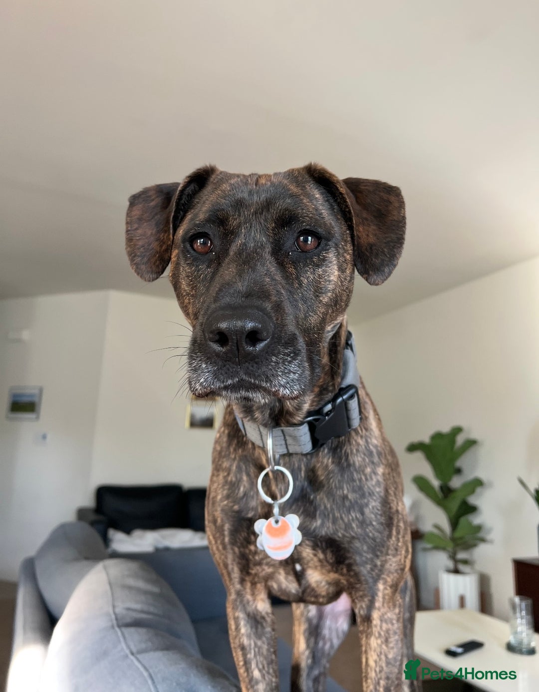 Mixed Breed dogs for sale: 4yo Female Brindle lab mix - Image 3