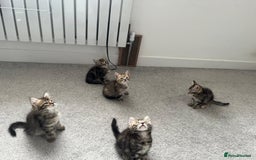 Mixed Breed cats for sale: Kittens available (3 girls & 1 boy) - Image 21