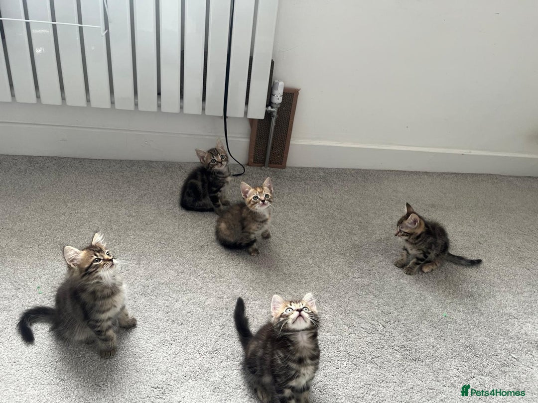 Mixed Breed cats for sale: Kittens available (3 girls & 1 boy) - Image 21