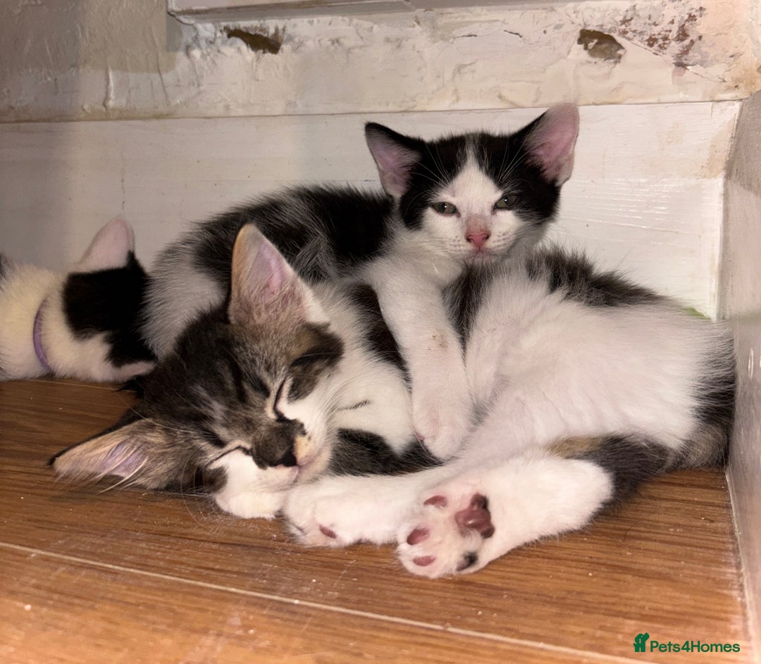 Mixed Breed cats for sale: Adorable mixed breed kittens in Kent! - Image 19