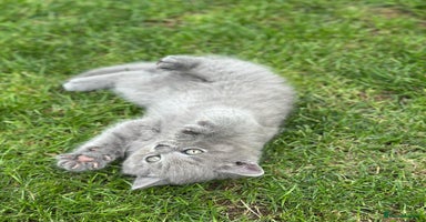 British Shorthair cats - Advert 4