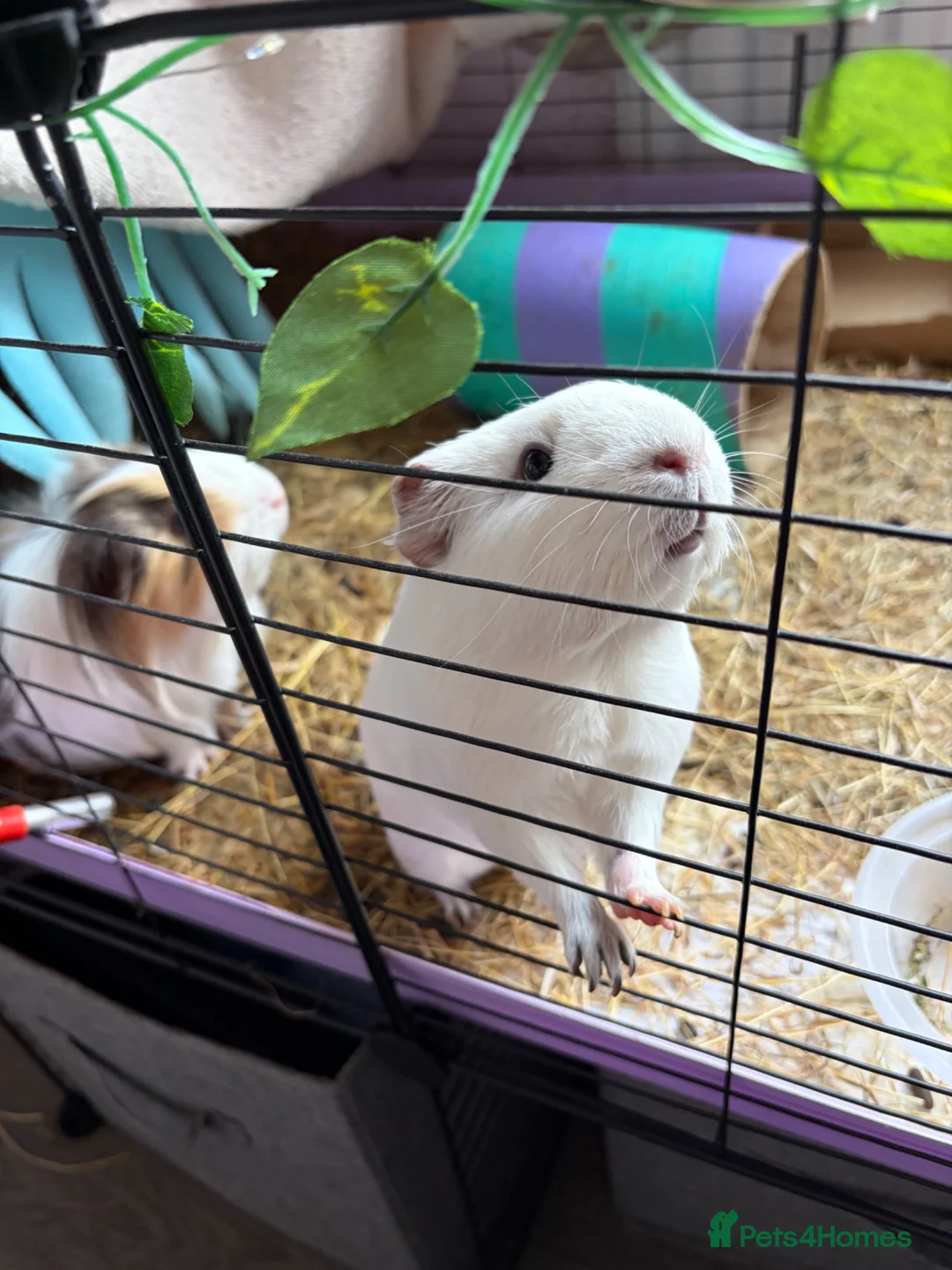 Guinea Pig rodents for sale: 4 Female Guinea pigs  - Advert 2