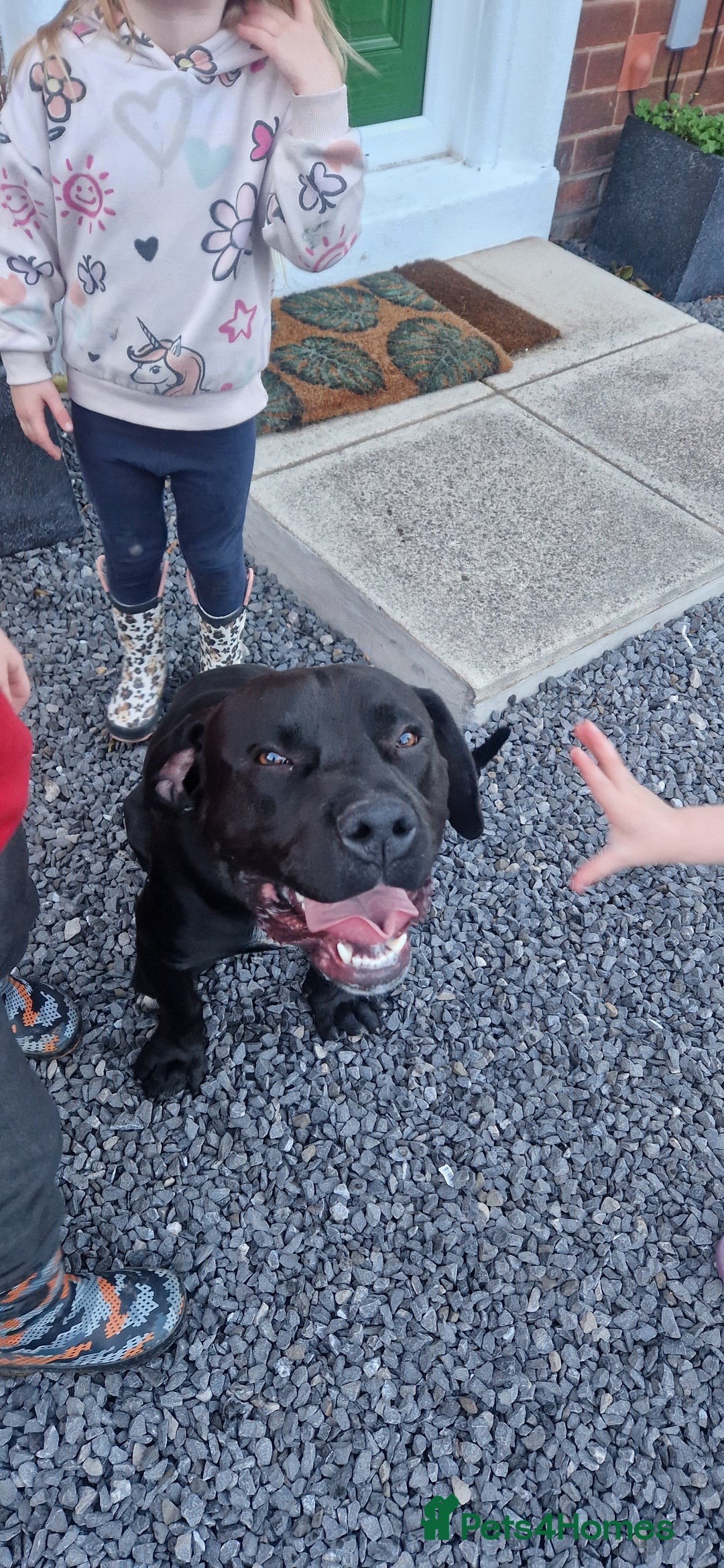 Mixed Breed dogs for sale: Frank  - Image 2