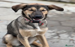 Mixed Breed dogs for adoption: MOCHI – a Superb young Girl for a Loving Home - Advert 25