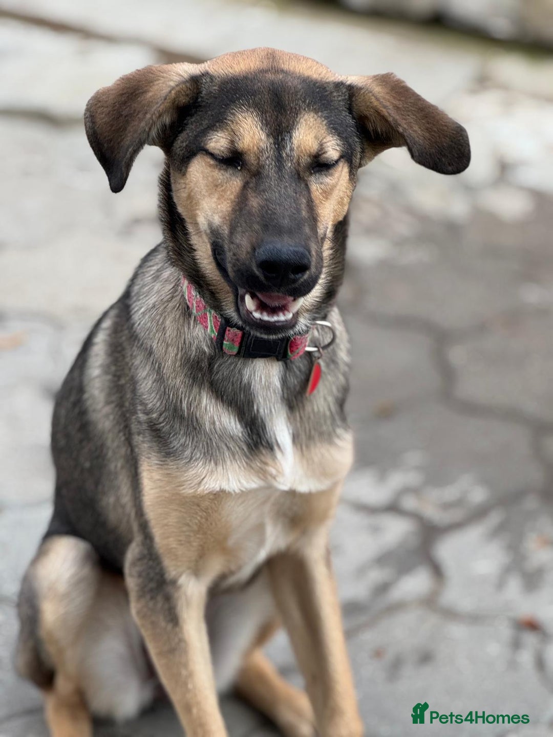 Mixed Breed dogs for adoption: MOCHI – a Superb young Girl for a Loving Home - Advert 25