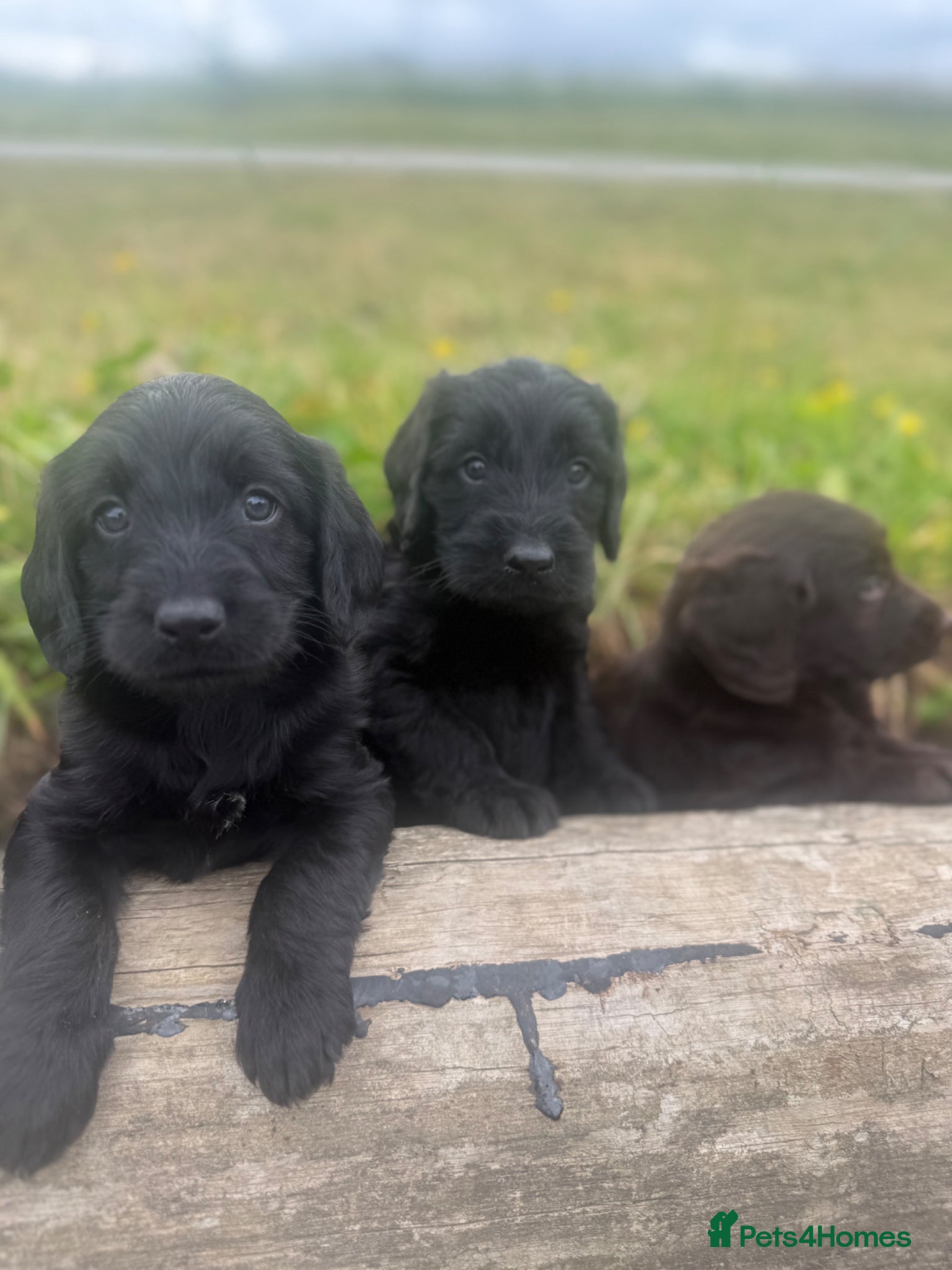 Labradoodle dogs for sale: F1 miniature labradoodles  - Advert 6