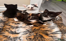 Domestic Shorthair cats for sale: 4 kittens(2 females,2 males) - Image 11