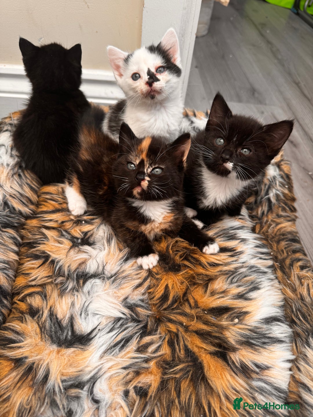 Domestic Shorthair cats for sale: 4 kittens(2 females,2 males) - Image 11