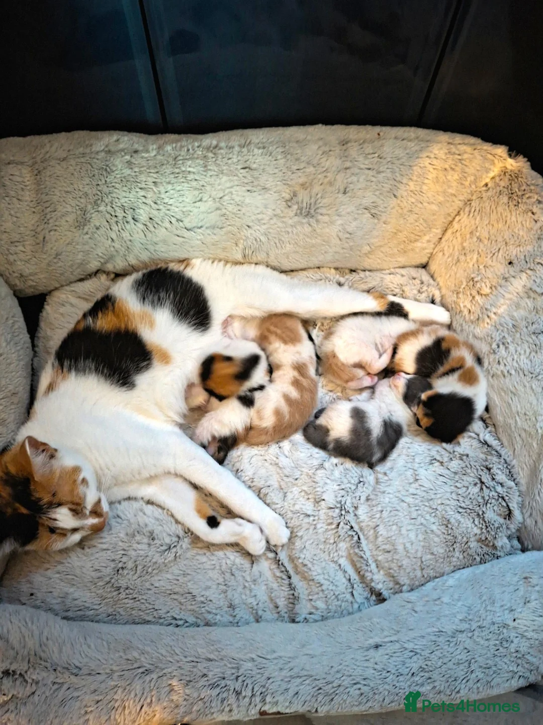 Mixed Breed cats for sale: Very playfull Fluffy kittens  - Advert 15